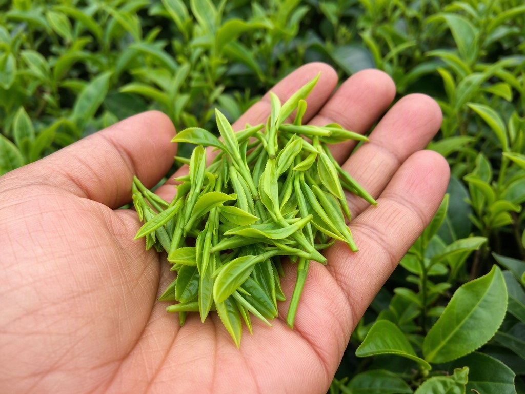 Freshly plucked tea leaves in hand